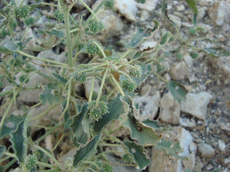 Chrozophora tinctoria